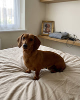 A red dachshund on a bed beside its own framed portrait on a bedroom shelf
