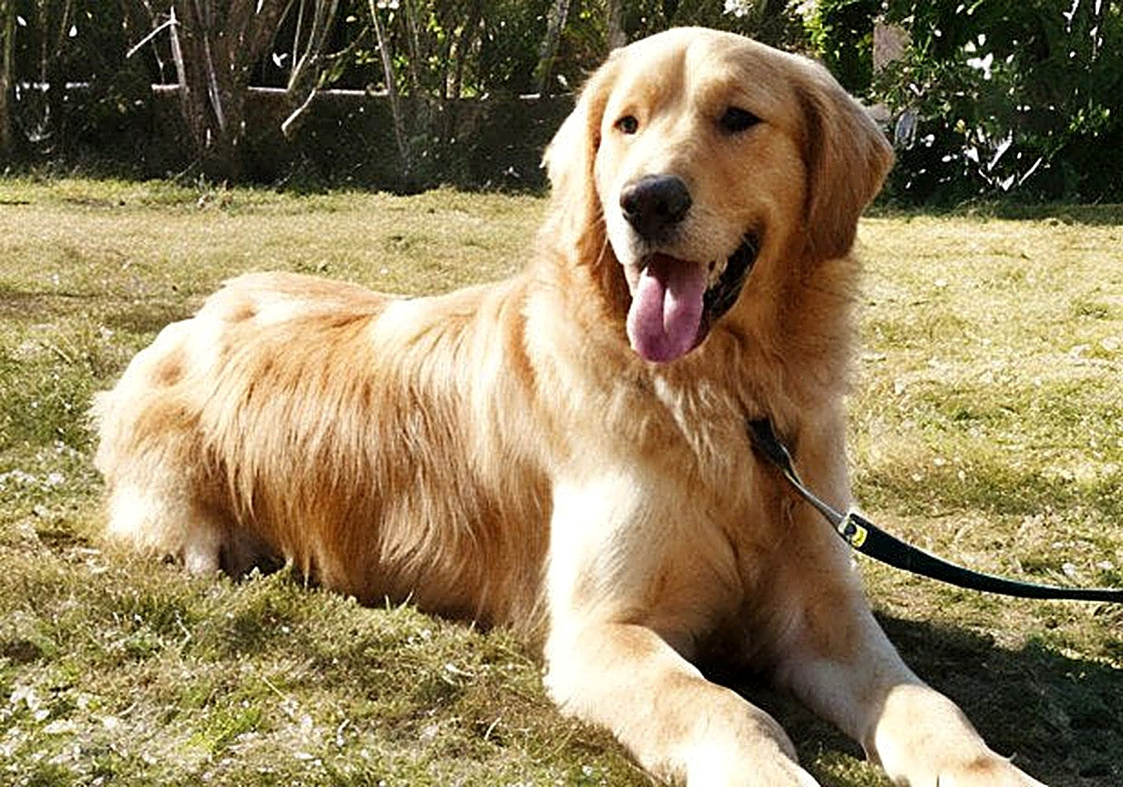 Real photo of a Golden Retriever