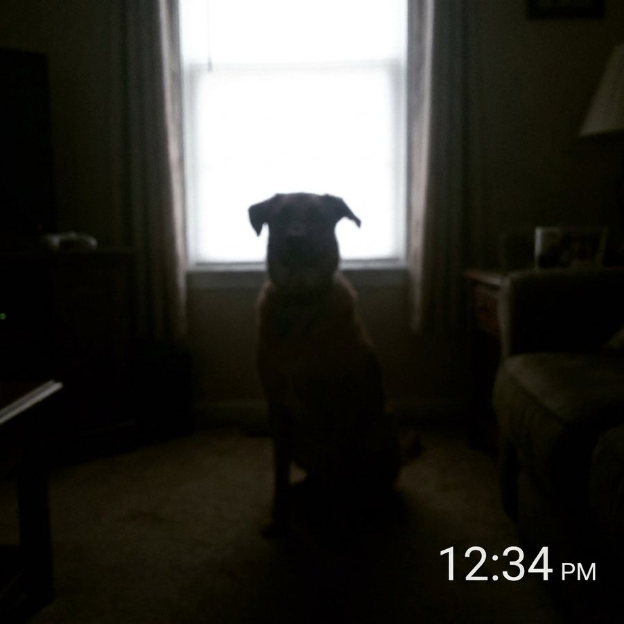 Avoid - Too dark, with strong backlighting