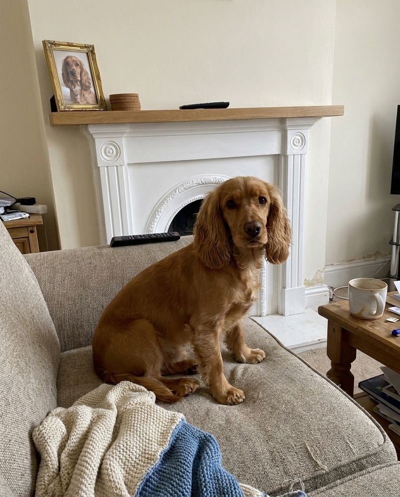 A cocker spaniel sitting on the sofa in a lived-in living room, with a small gold-framed portrait of the same dog on the mantelpiece behind