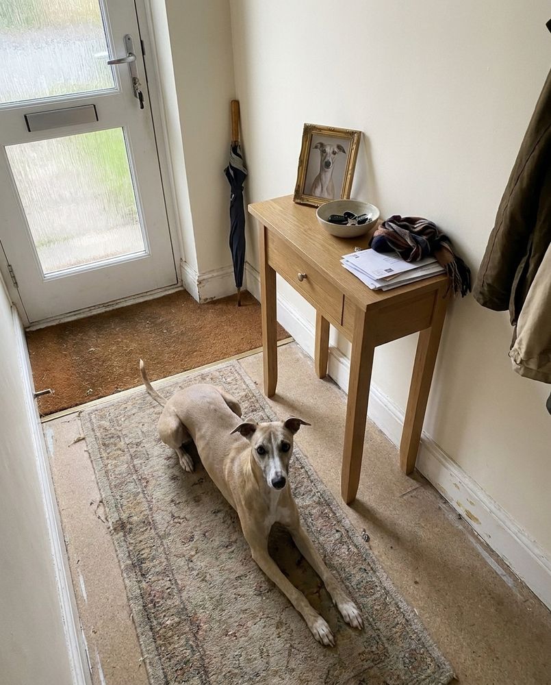 A whippet lying on a hallway runner rug, with a small gold-framed portrait of the same dog on the console table behind