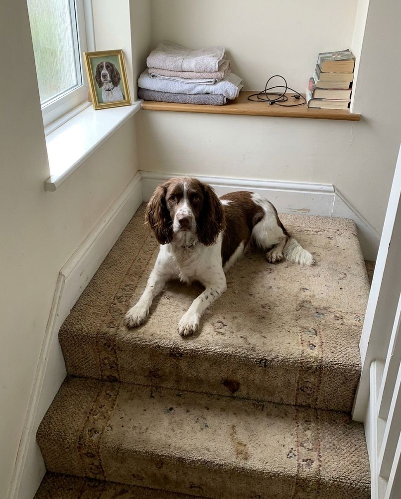 A springer spaniel resting on a stairs landing, with a small gold-framed portrait of the same dog on the windowsill nook behind