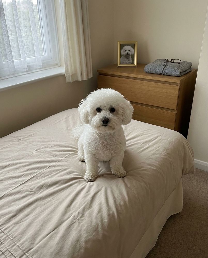 A bichon frise sitting on the bed in a guest bedroom, with a small gold-framed portrait of the same dog on the chest of drawers behind