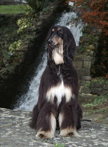Real photo of a Afghan Hound