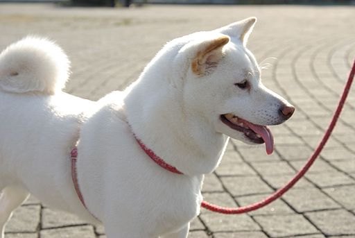 Real photo of a Shiba Inu